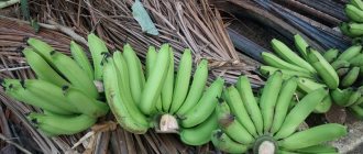 бананы для производства Пизан Амбон