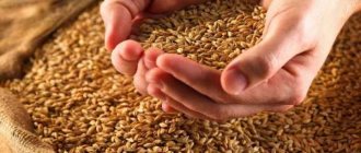 Брага на пшенице без дрожжей. Рецепт во фляге, пропорции с сахаром, проращиванием