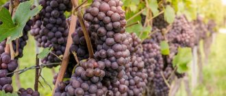 фото винограда сорта Пино Гриджио