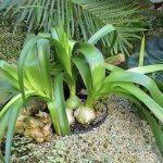 Настойка индийского лука: лечебные свойства и применение растения