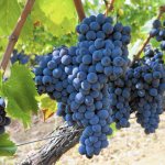 Sangiovese – сорт красного винограда, широко используемый в виноделии. Получил свое название от латинского выражения Sanguis Jovis — «кровь Юпитера».