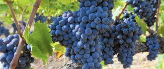 Sangiovese – сорт красного винограда, широко используемый в виноделии. Получил свое название от латинского выражения Sanguis Jovis — «кровь Юпитера».
