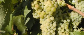 Вино Кава традиционно изготавливают из сортов винограда Макабео, Парельяда и Шарелло