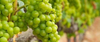 Вино Марсала это продукт Сицилии.